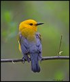 _5SB0805 prothonotary warbler